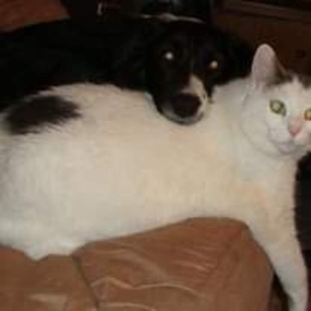 Meet your Posher, Laurie